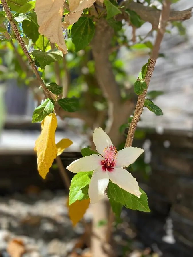 Defne Residence Selimiye مرمريس تركيا